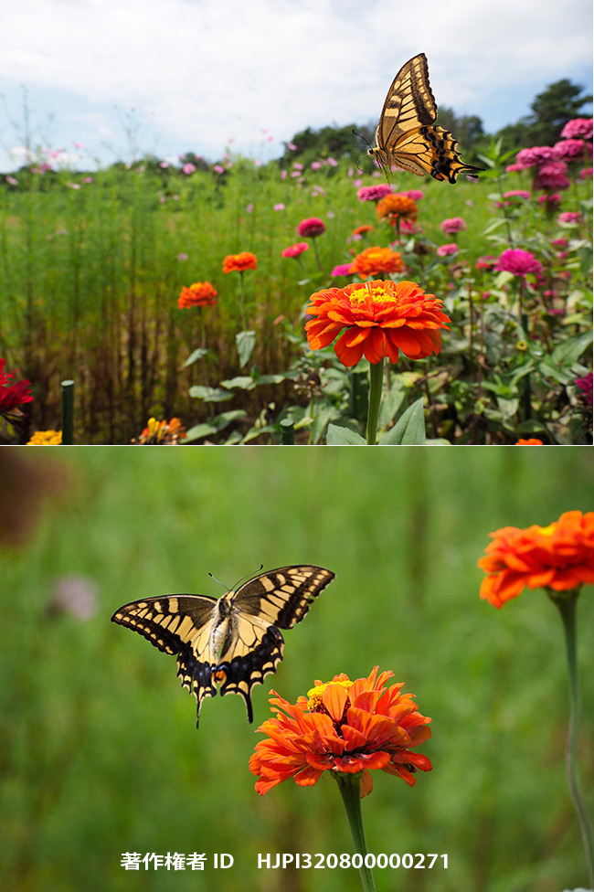 キアゲハの飛翔　　Papilio machaon 
