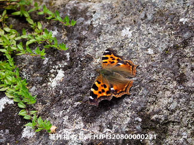 エルタテハを深度合成で　Nymphalis vaualbum