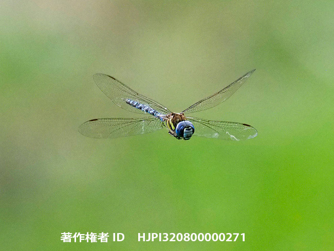 マダラヤンマのホバリング　Aeshna mixta