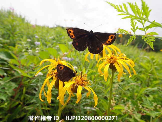 ベニヒカゲの飛翔　Erebia niphonica 