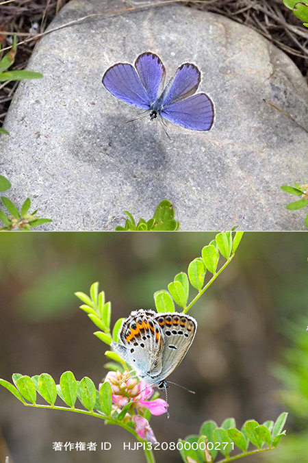 絶滅危惧種ミヤマシジミ　Lycaeides argyrognomom