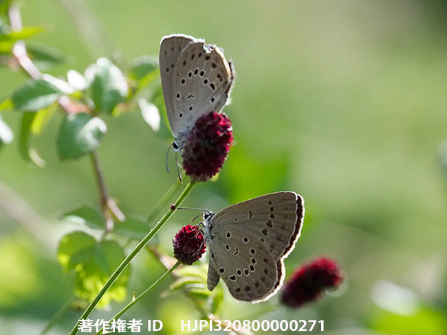 絶滅危惧種ゴマシジミ　 Maculinea teleius