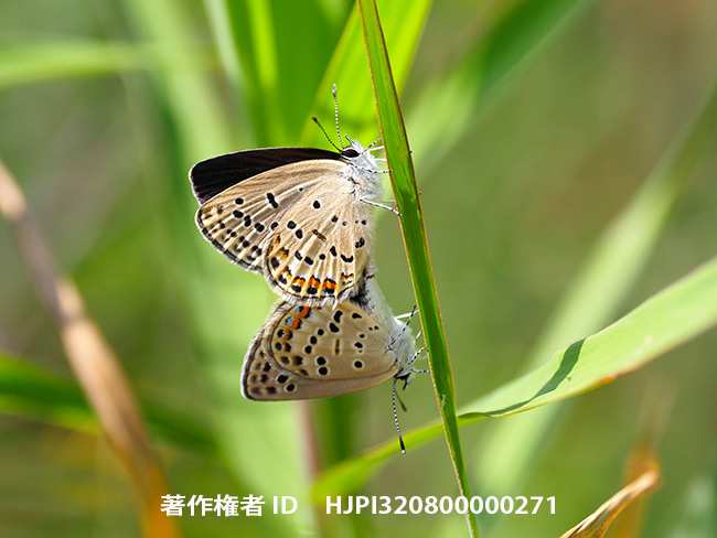 クロツバメシジミの交尾　Tongeia fischeri