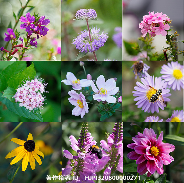 花巻市東和町のBio Gardenの花
