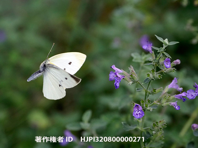 モンシロチョウの飛翔　Pieris rapae
