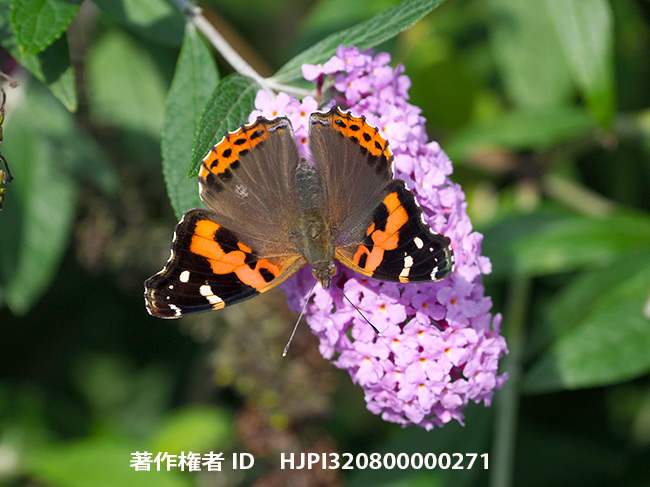 ブッドレアの花にアカタテハ　Vanessa indica