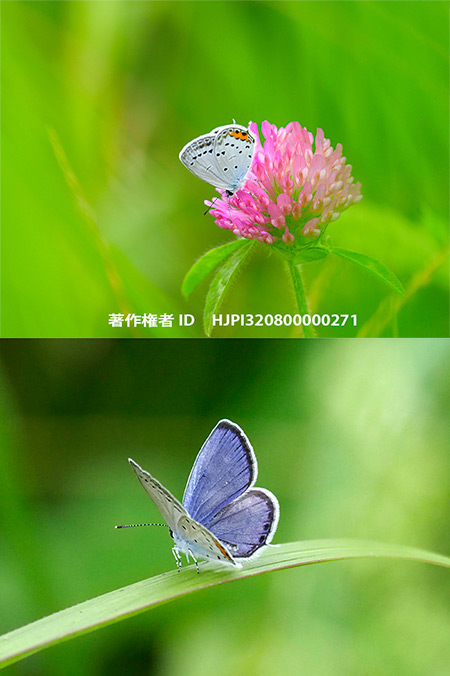 ツバメシジミは美しい　Everes argiades