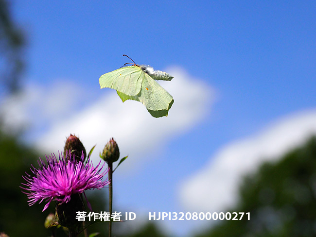スジボソヤマキチョウメスの飛翔　Gonepteryx aspasia
