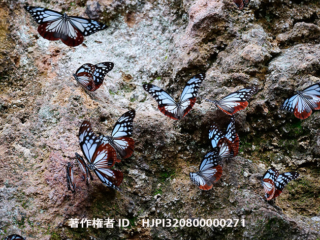 崖に集まるアサギマダラ　Parantica sita