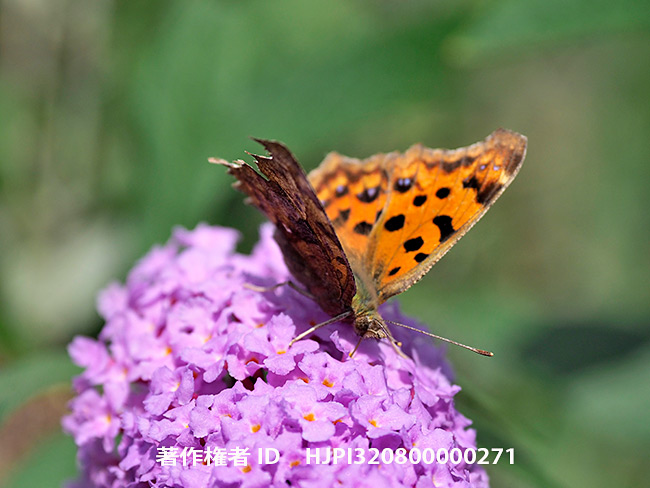 ブッドレアの花にキタテハの秋型　Polygonia c-aureum