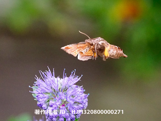 ダンギクの花にホシヒメホウジャク　 Neogurelca himachala
