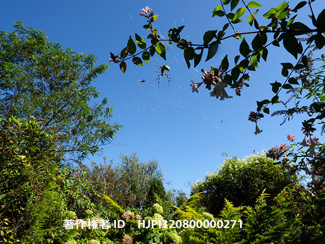 今日からフレンチギアナ　Nephila clavata