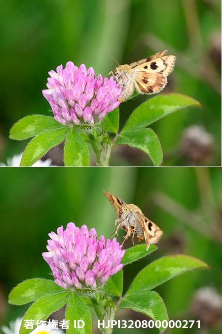 ツメクサガの産卵 Heliothis maritima