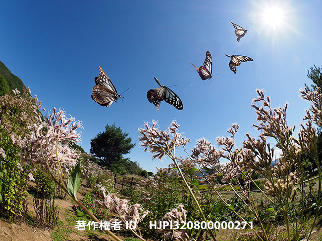 アサギマダラの飛翔と公園　　Parantica sita