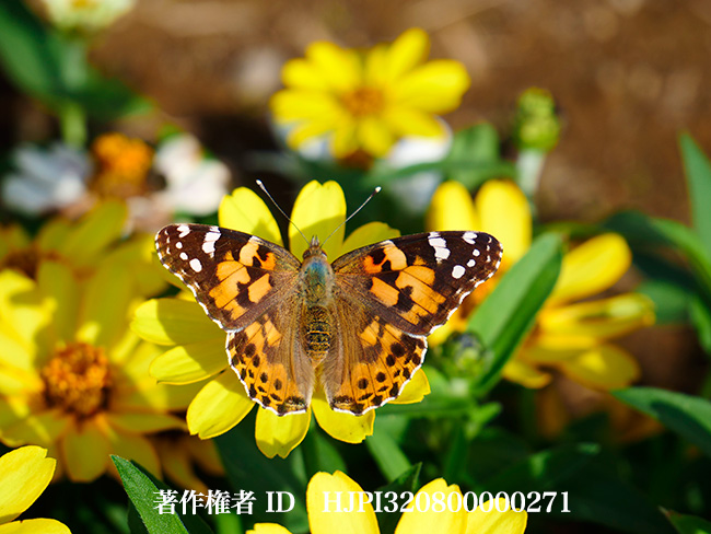 秋の花壇のヒメアカタテハ　Vanessa cardui