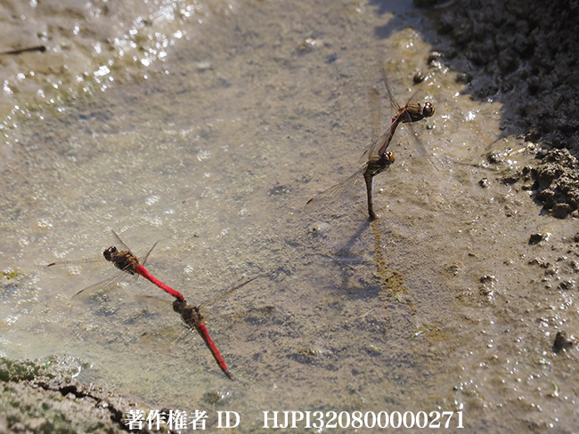 アキアカネの産卵　Sympetrum frequens