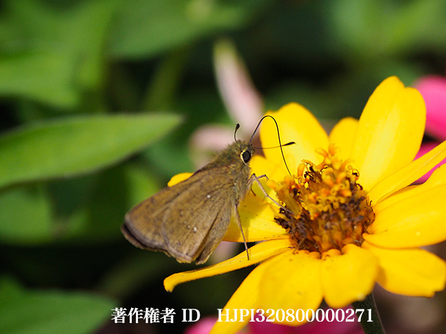 チャバネセセリ　Pelopidas mathias