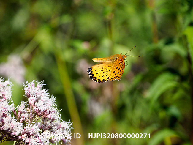 ツマグロヒョウモン､オスの飛翔　Argynnis hyperbius