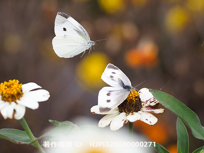 モンシロチョウの交尾拒否　Pieris rapae