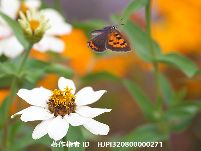 ベニシジミの飛翔　 Lycaena phlaeas
