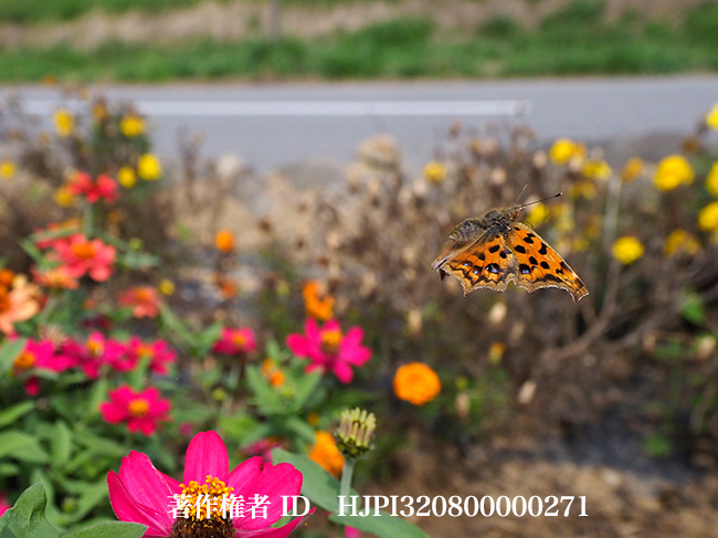 花壇のキタテハ秋型の飛翔　Polygonia c-aureum