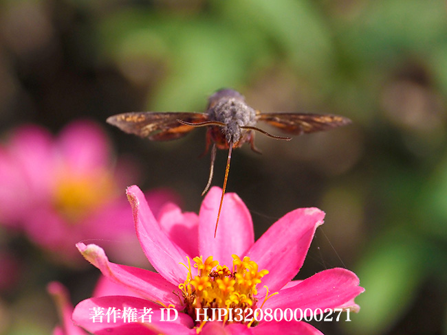 ホウジャク　Macroglossum stellatarum