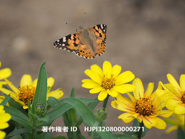 ヒメアカタテハの飛翔　Vanessa cardui