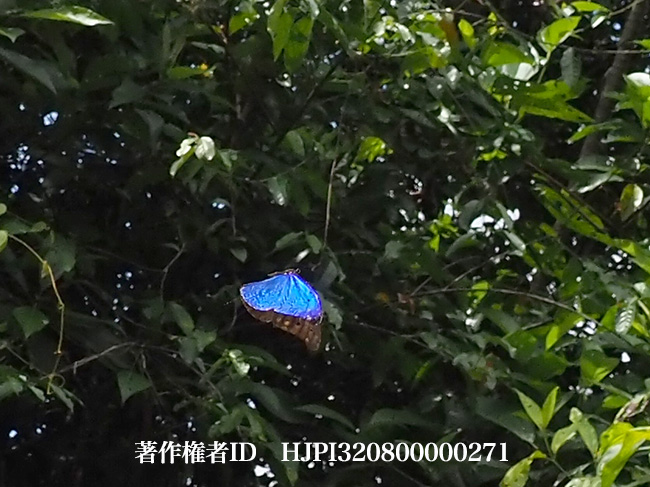 レテノールモルフォの飛翔