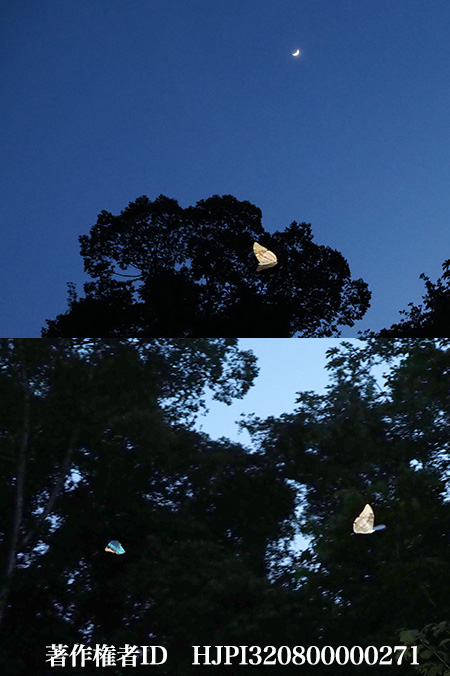 ユーゲニアモルフォ　Morpho eugenia