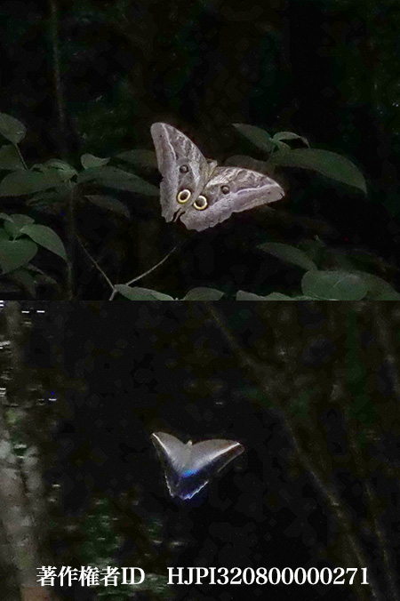 フクロウチョウ　Caligo idomeneus