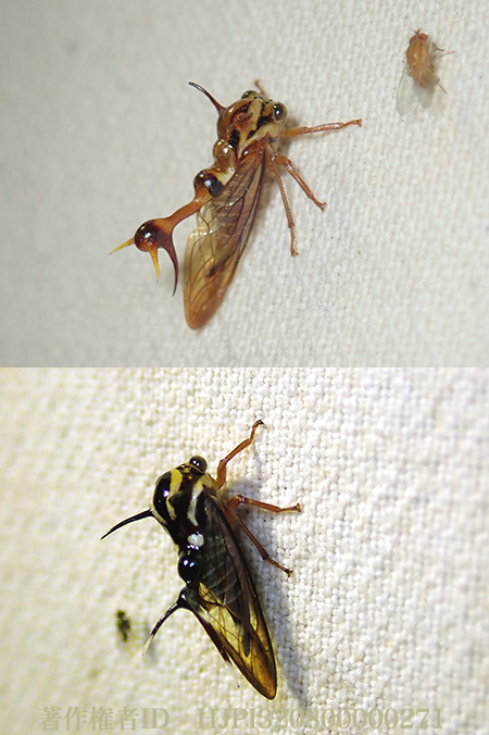 ハチマガイツノゼミ　Heteronotus sp.