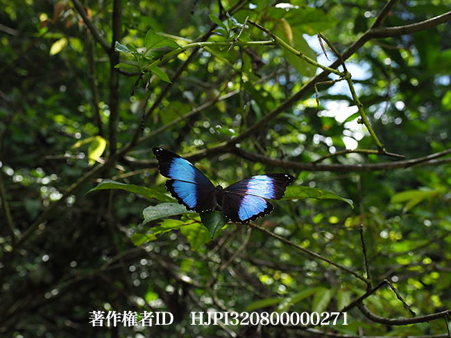 ダイダミアモルフォ　Morpho daidamia