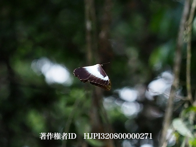 テレマクスモルフォの飛翔　 Morpho telemachus 