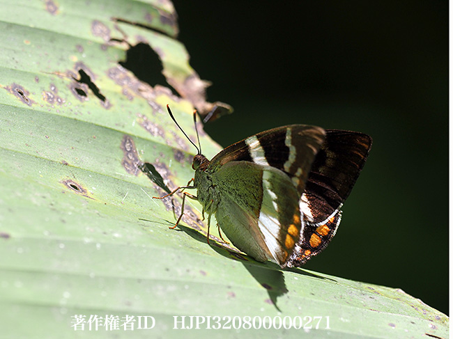 カストニア　Telchin licus