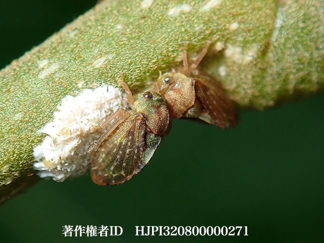 ツノゼミモドキ