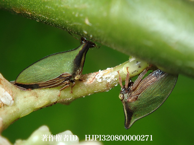 ツノゼミの一種　Hemiptycha　sp.