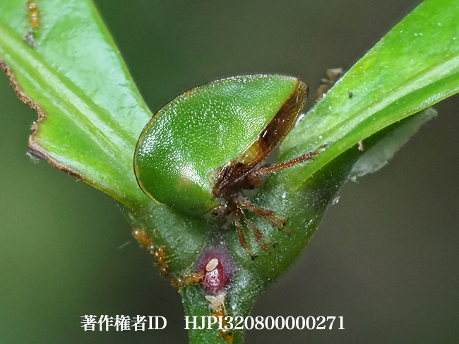 木の芽のようなツノゼミ