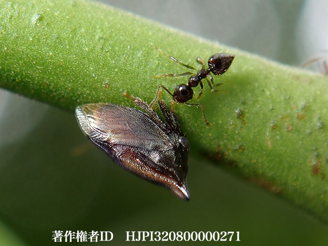 シリアゲアリとツノゼミ