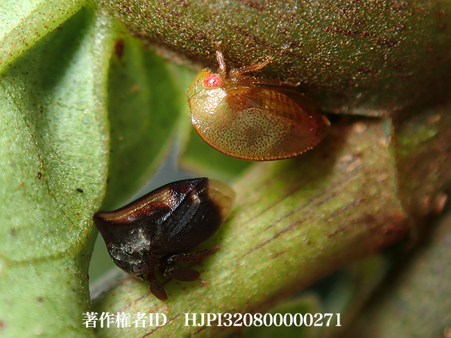 小さなツノゼミ