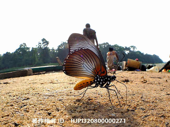 カメルーンツアー募集中