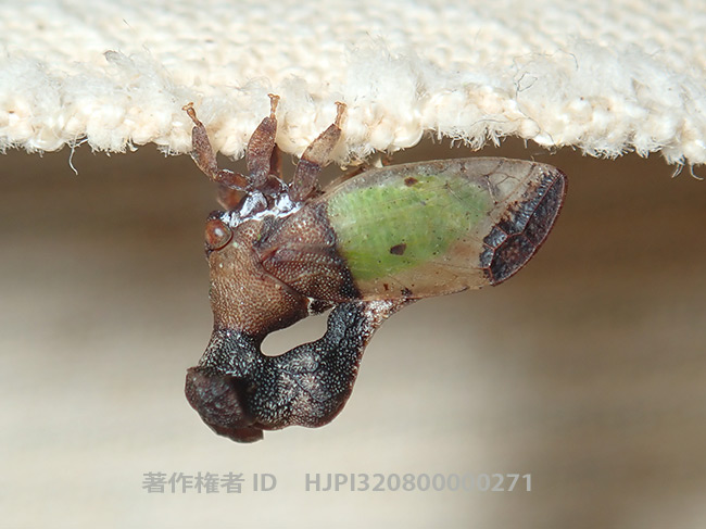 格好良いツノゼミ