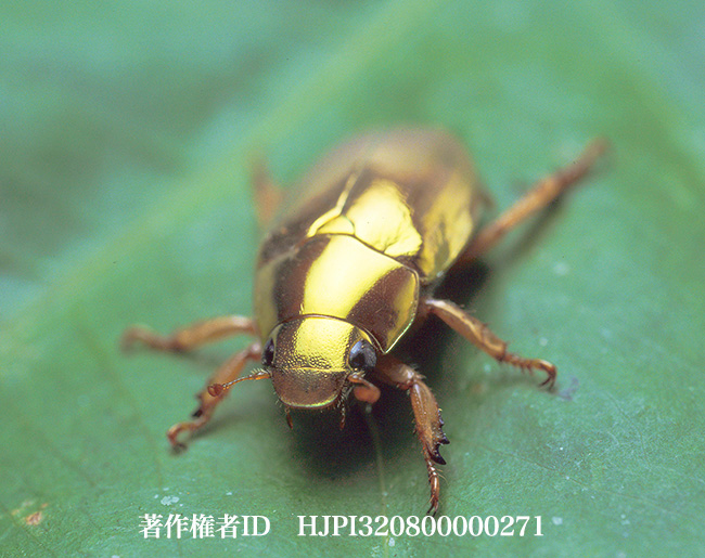 ゴウシュウキンイロコガネ　Anoplognathus sp.
