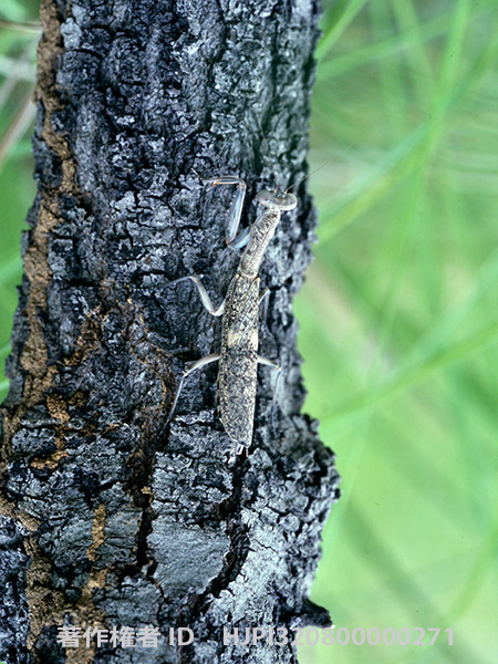 マイソウカマキリ 　Sphodropoda tristis