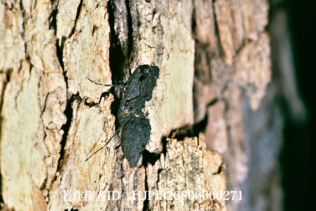 ゴウシュウキノカワカマキリ　Paraoxypilus flavifemur