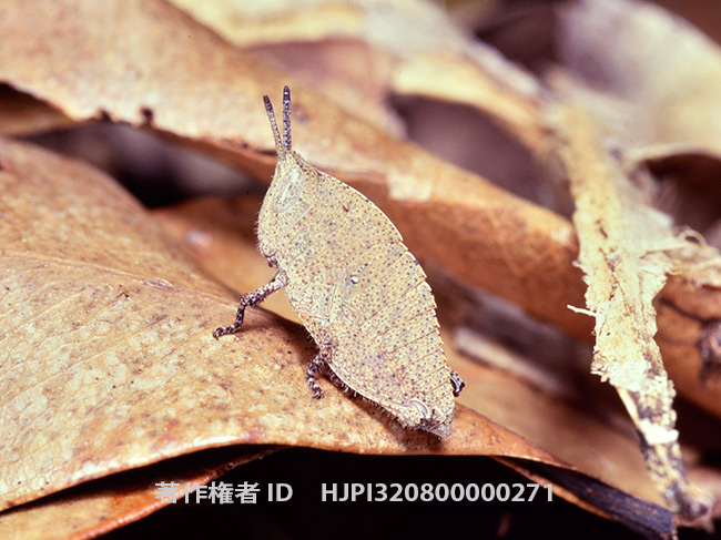 オーストラリアカレハバッタ　Goniaea australasiae