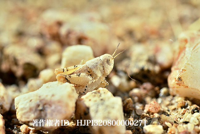 イシバッタ　Buforania sp.