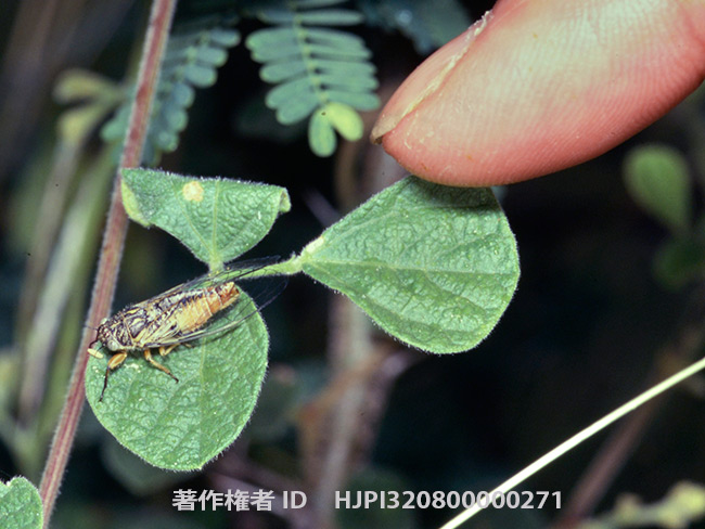 世界一小さなセミ　Urabunana　sp.　