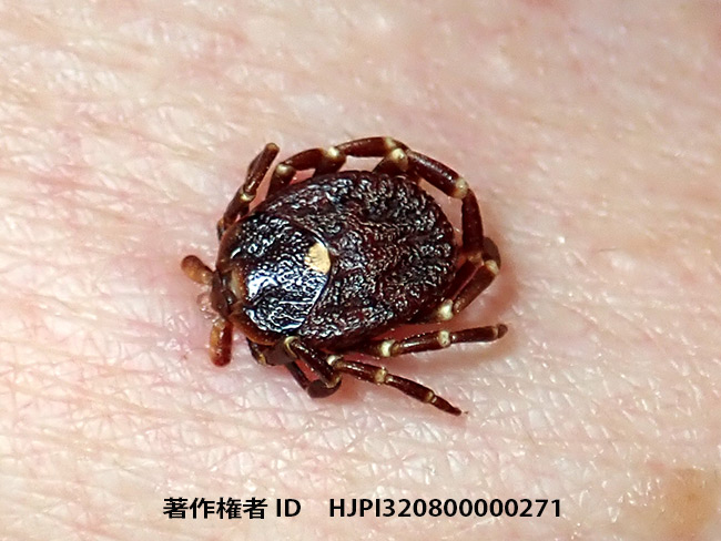 マダニにやられた　Amblyomma　sp.