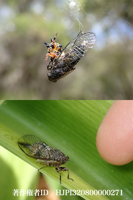 オーストラリアのセミ