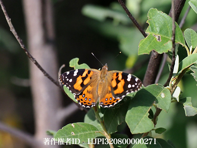 オーストラリアのヒメアカタテハ　Vanessa kershawi